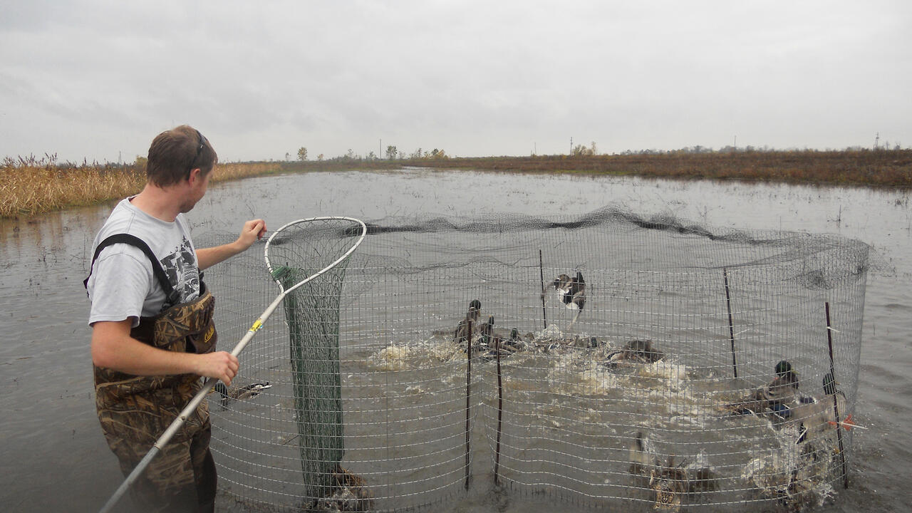 A man removes ducks from a baited swim-in trap.