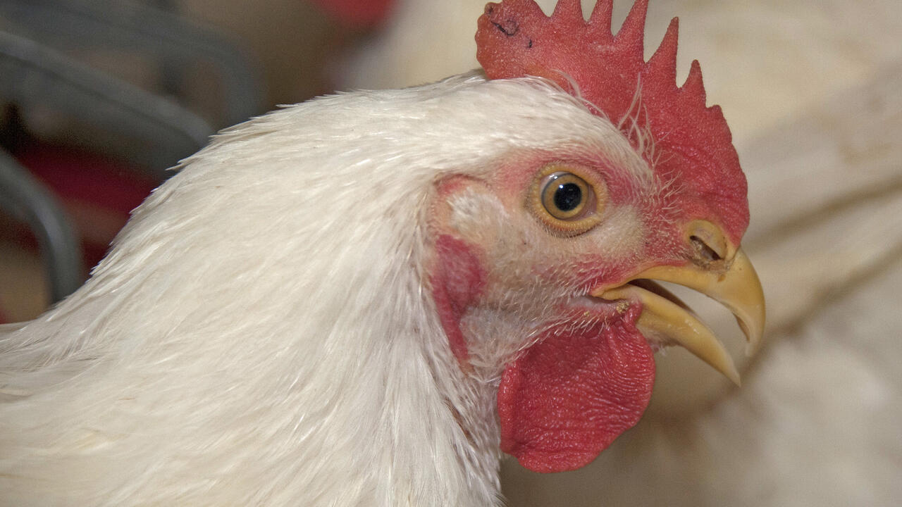 Close-up of a broiler chicken