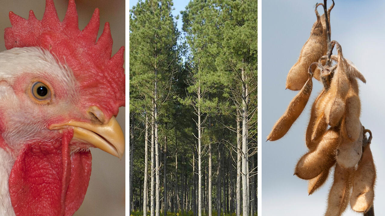 A photo illustration shows a closeup of a broiler’s head, a stand of pine trees, and a closeup of soybean pods on the stalk.