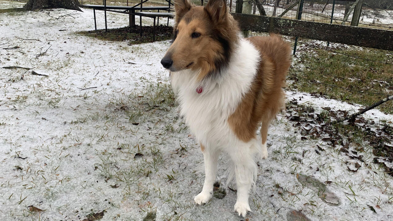 Collie dog stands in the snow.