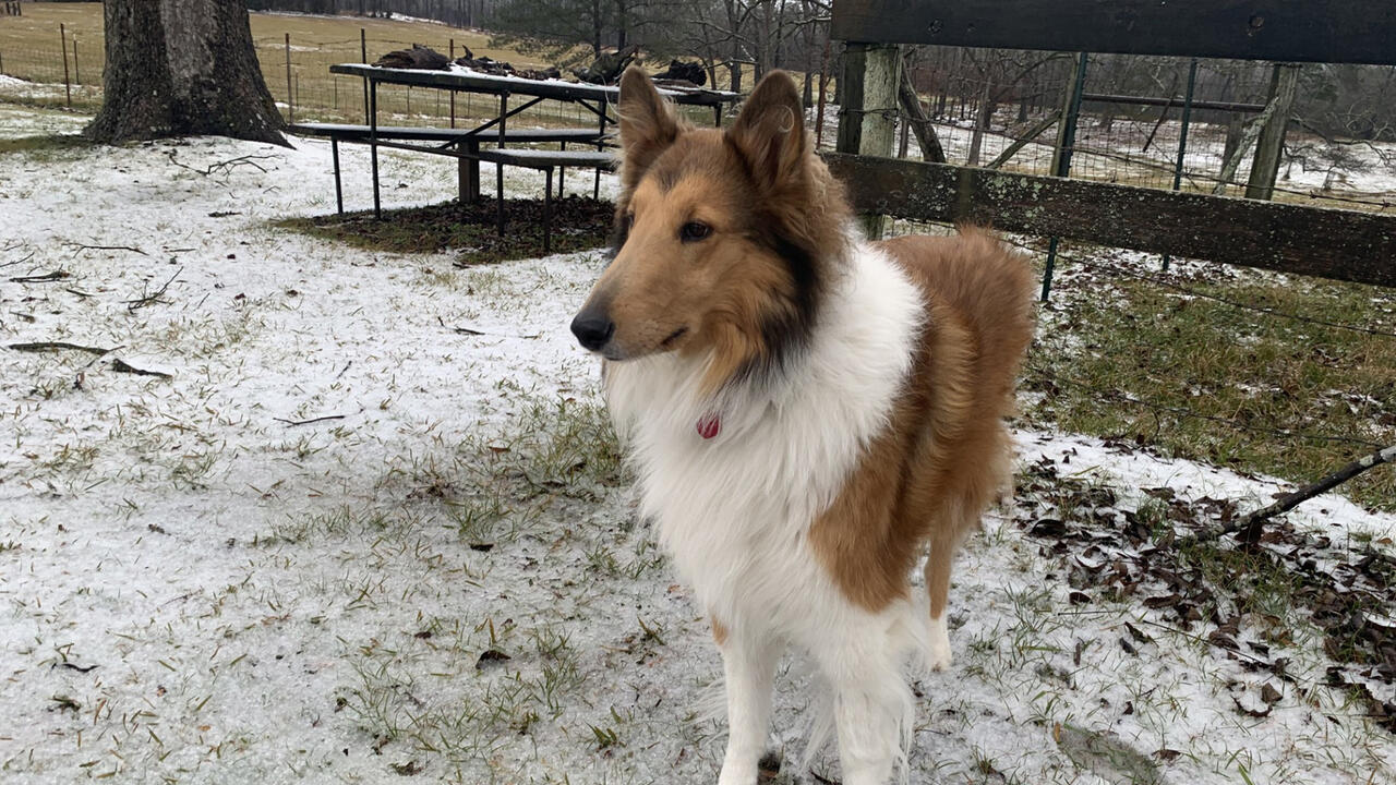 Collie dog stands in the snow.