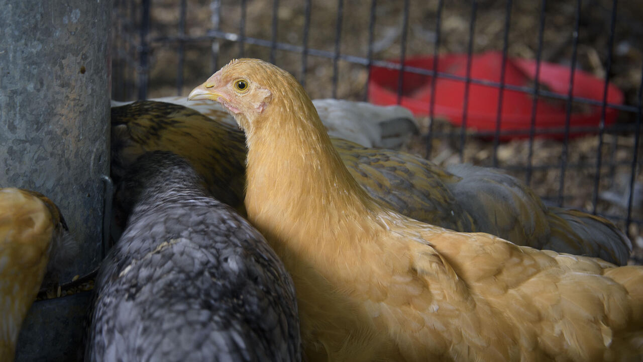 Chickens stand at a feeder in a coop.