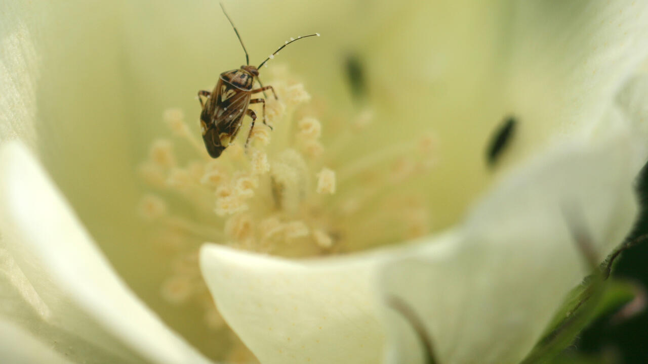 A small bug sits inside a white cotton flower.