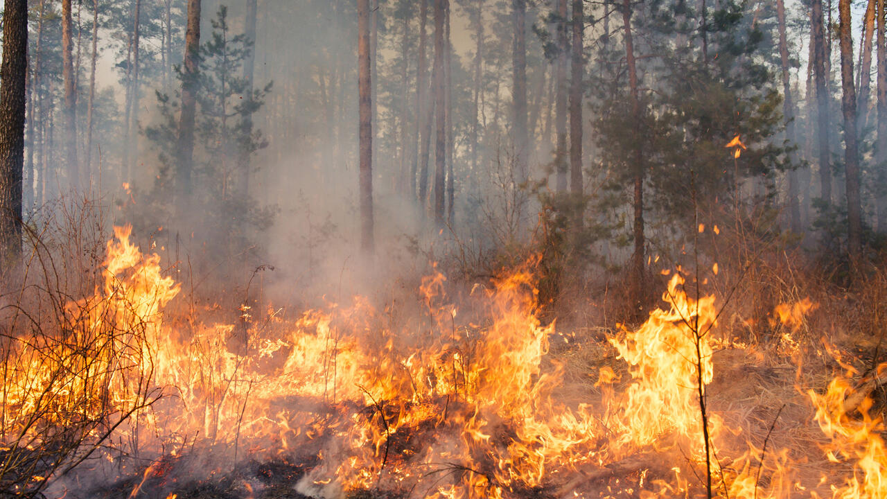 Fire engulfs a forest floor.