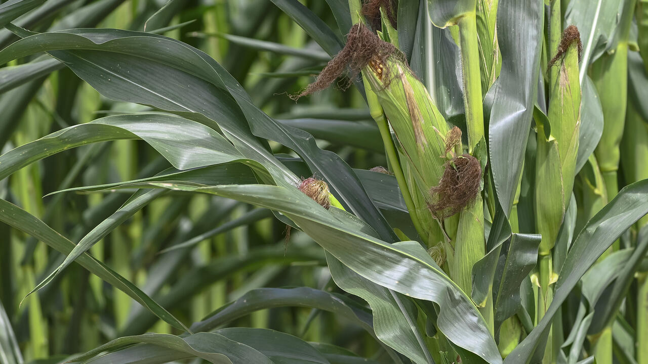 Ears of corn with tassels grow on green stalks.