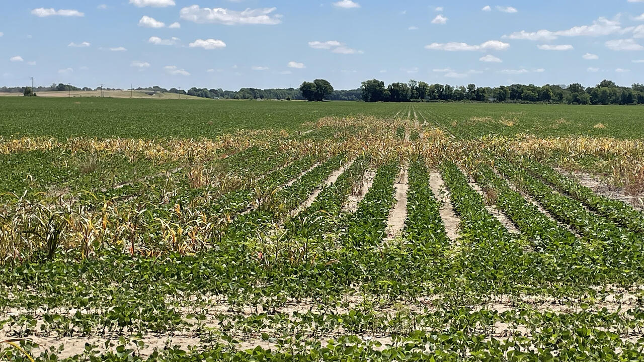 A row crop field has patches of brown weeds.