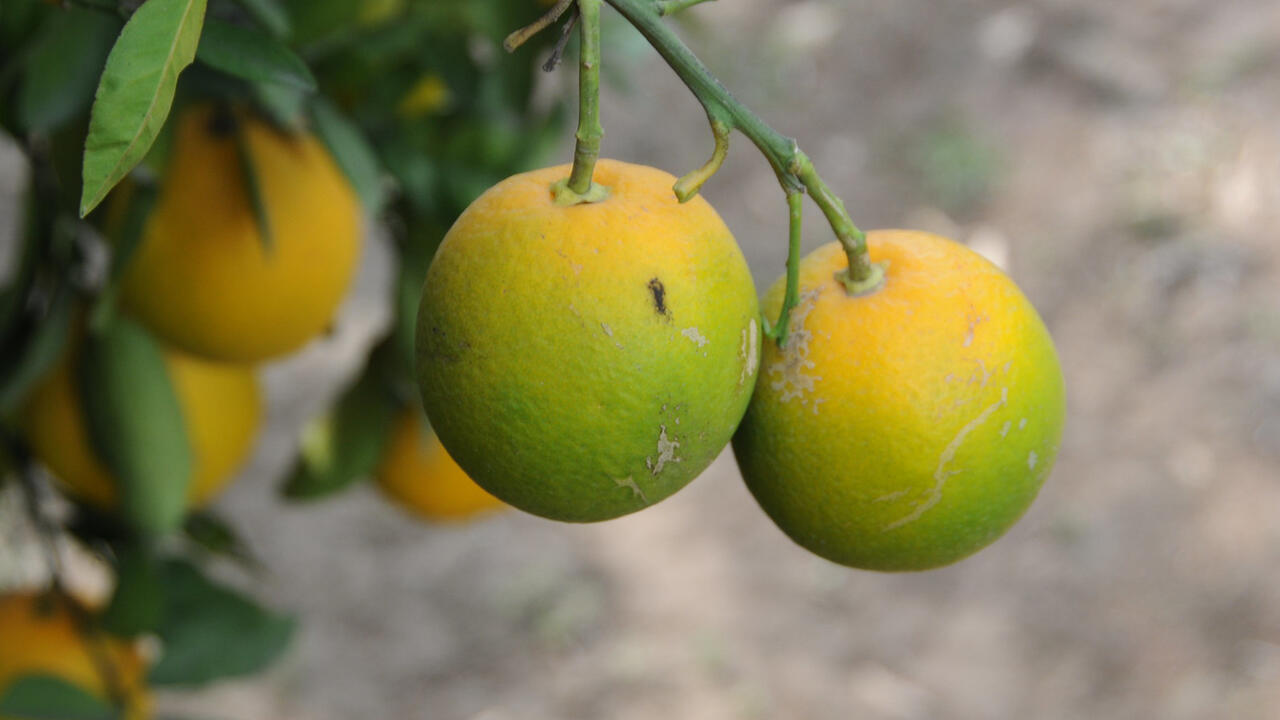 Two partially green citrus fruits hang on a tree.