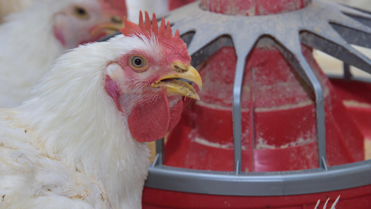 White chickens with red faces eat from a red feeder.