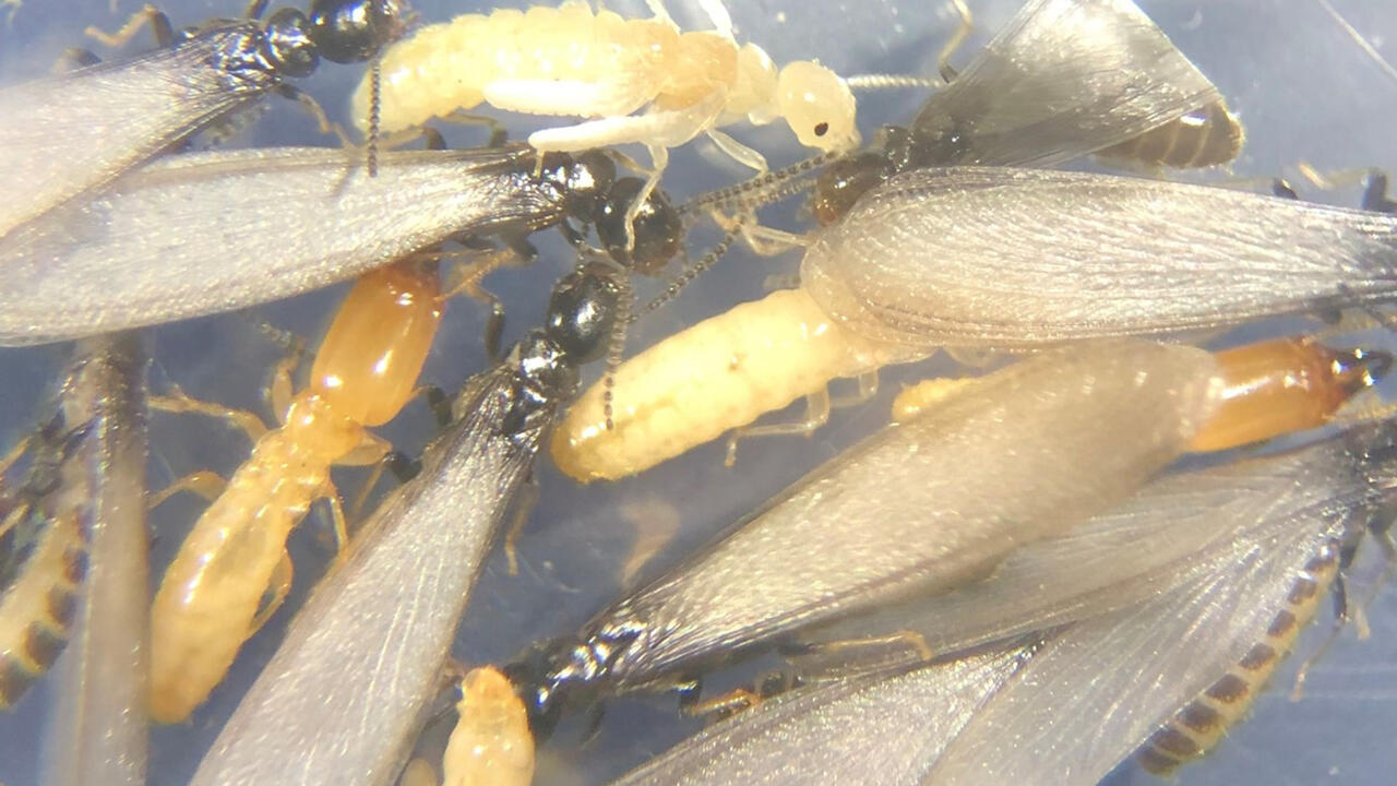 Small insects with and without wings are pictured together.