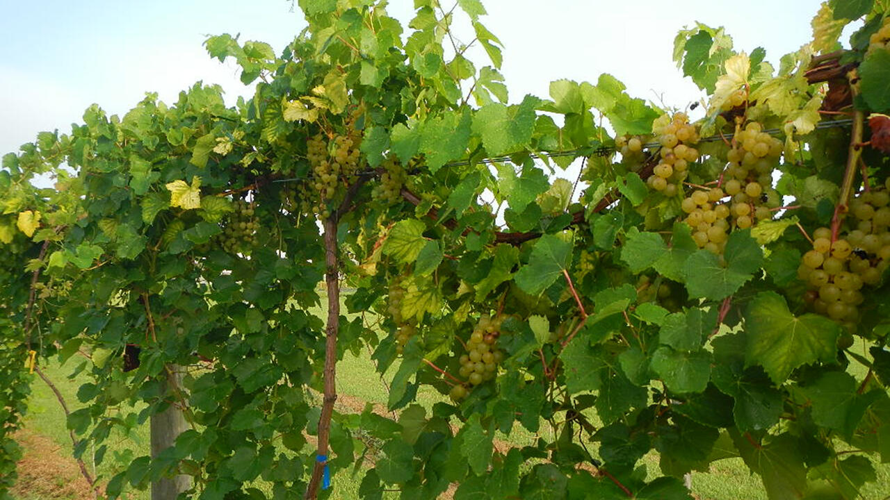 Clusters of grapes grow on a vine in an orchard.