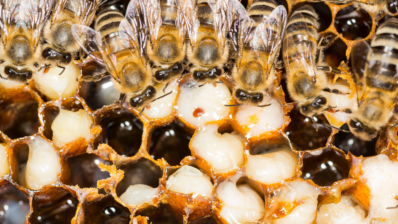 Close-up of a beehive with a red varroa mite inside one of the combs