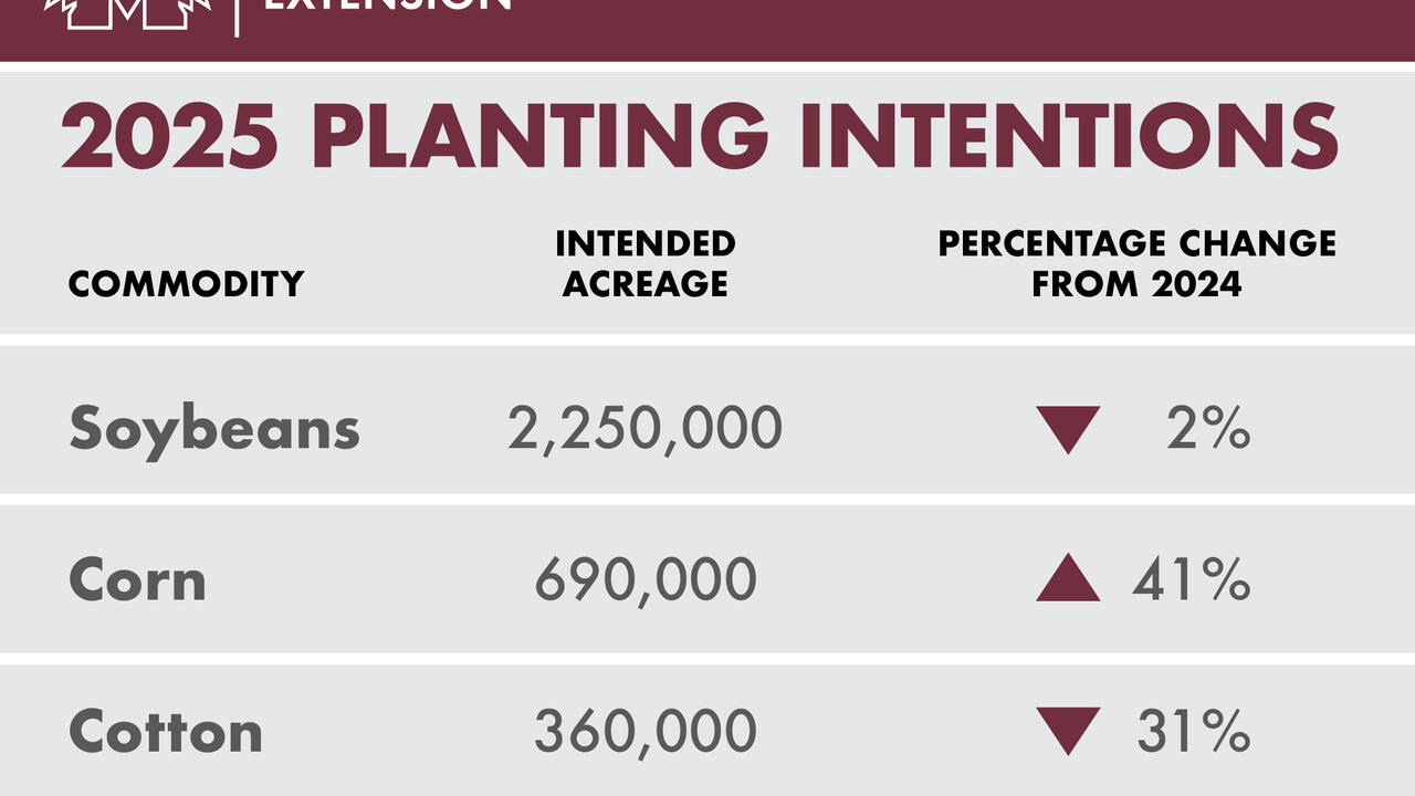 A chart shows the number of acres that Mississippi producers intend to plant in 2025 for the following crops: soybeans, 2.25 million acres, which is 2 percent less than the acreage planted in 2024; corn, 690,000 acres, which is a 41-percent increase from 2024; and cotton, 360,000 acres, which is a 31-percent decrease from 2024’s acreage.