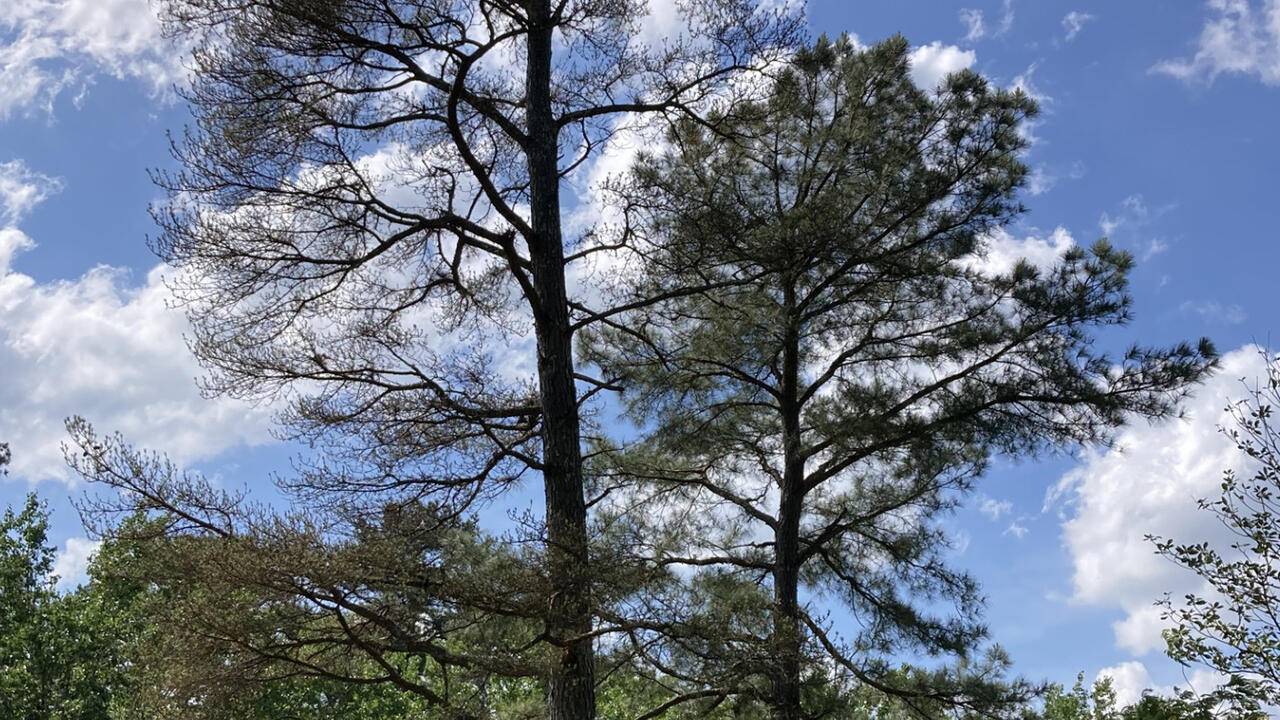 Mature loblolly pine tree in Mississippi with brownish-red needles due to brown spot needle blight.