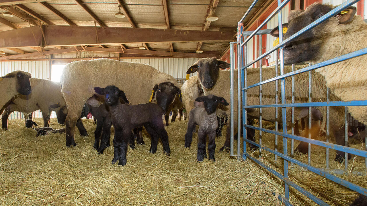Sheep inside a barn standing on hay