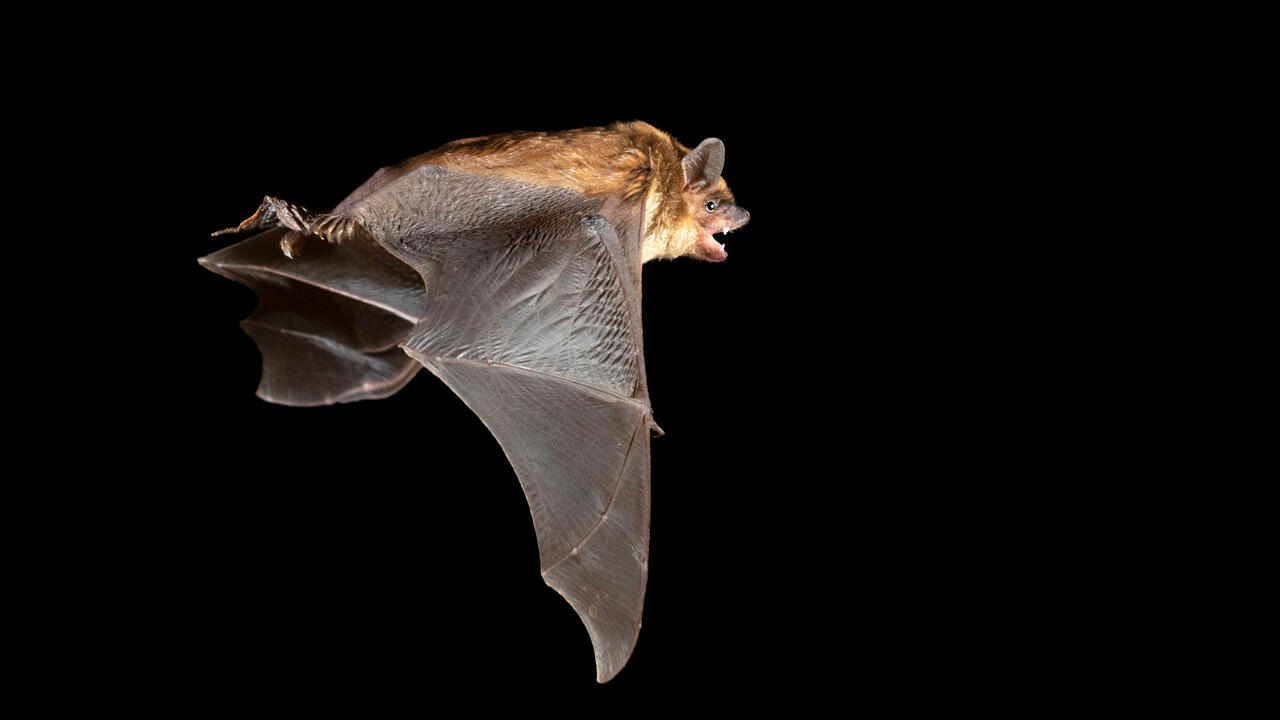 Brown bat flying at night.