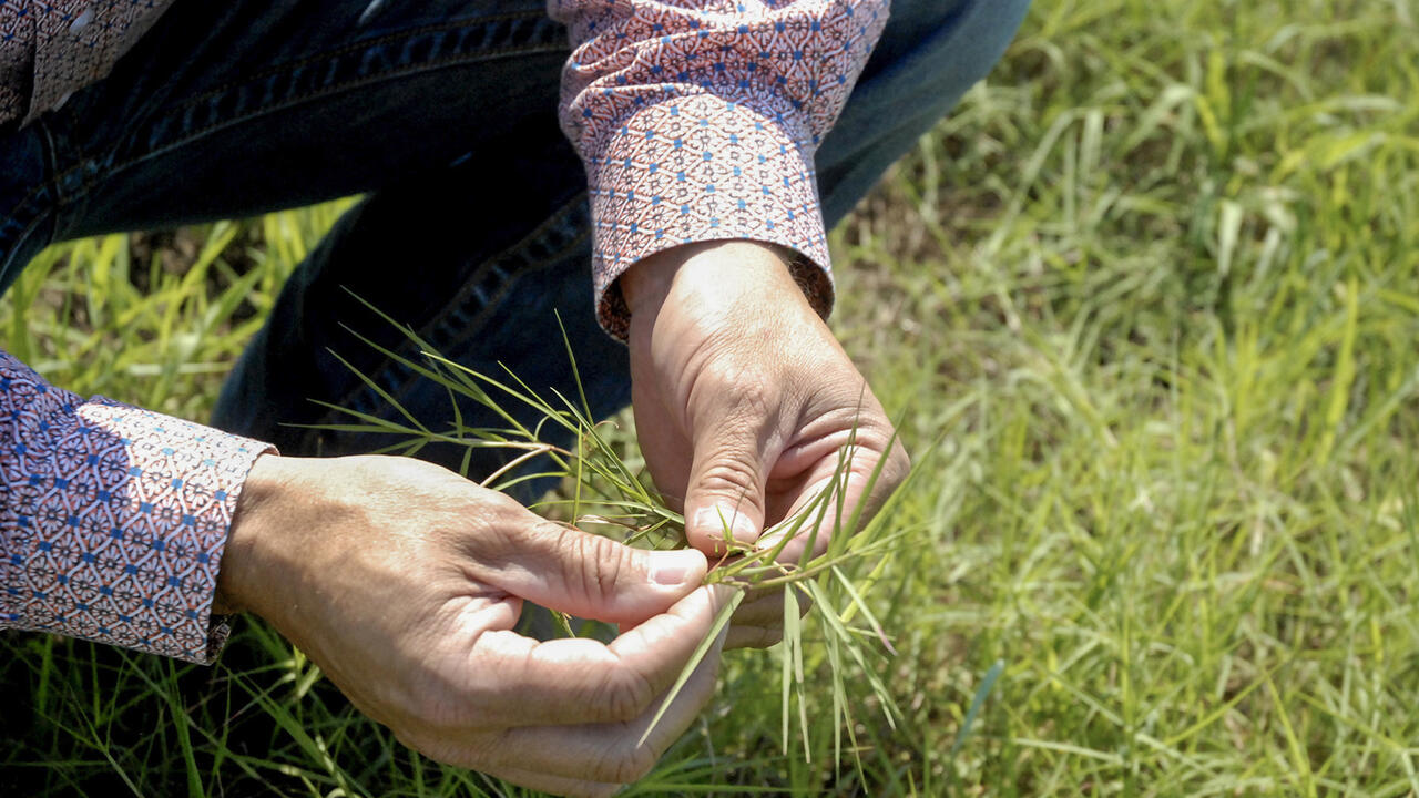 A person holds a clump of green grass while crouching in a grassy field.