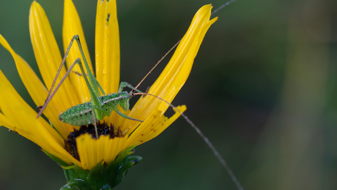 A katydid sits inside a swamp sunflower.