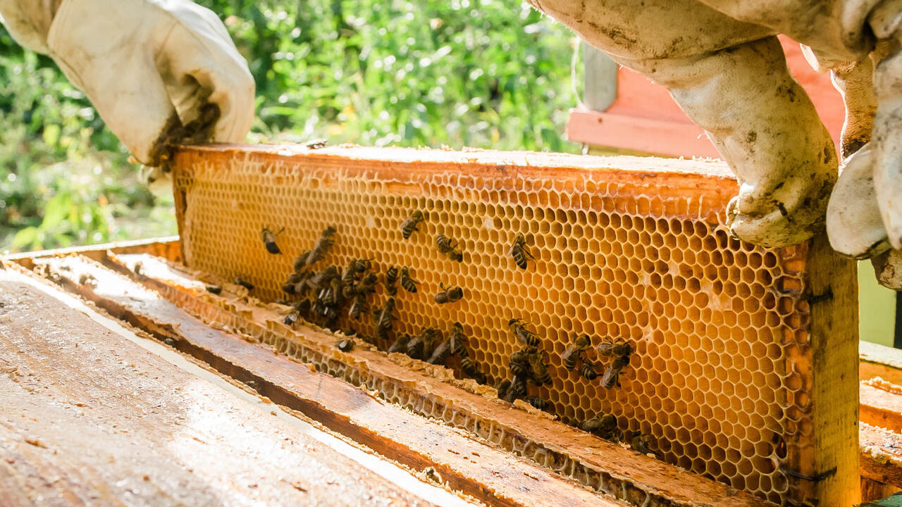 Beekeeper removing honeycomb from beehive.