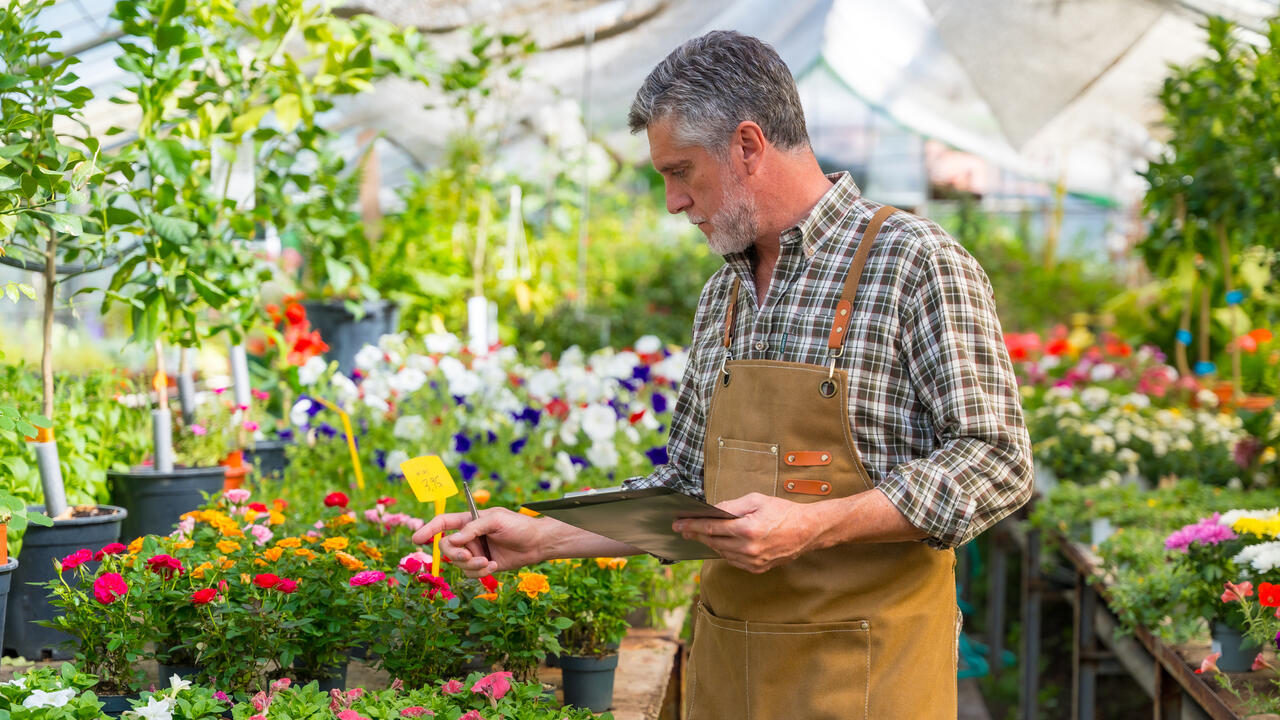 Gardener working in nursery greenhouse.