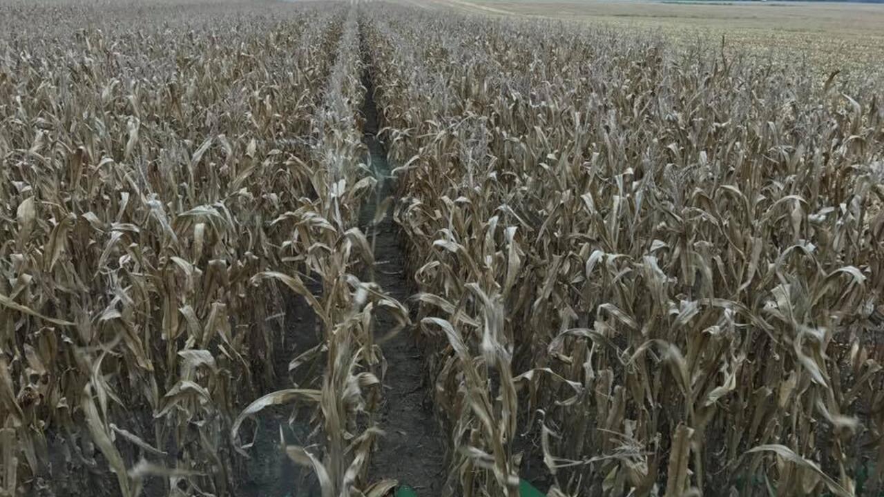 Rows of corn in a field.