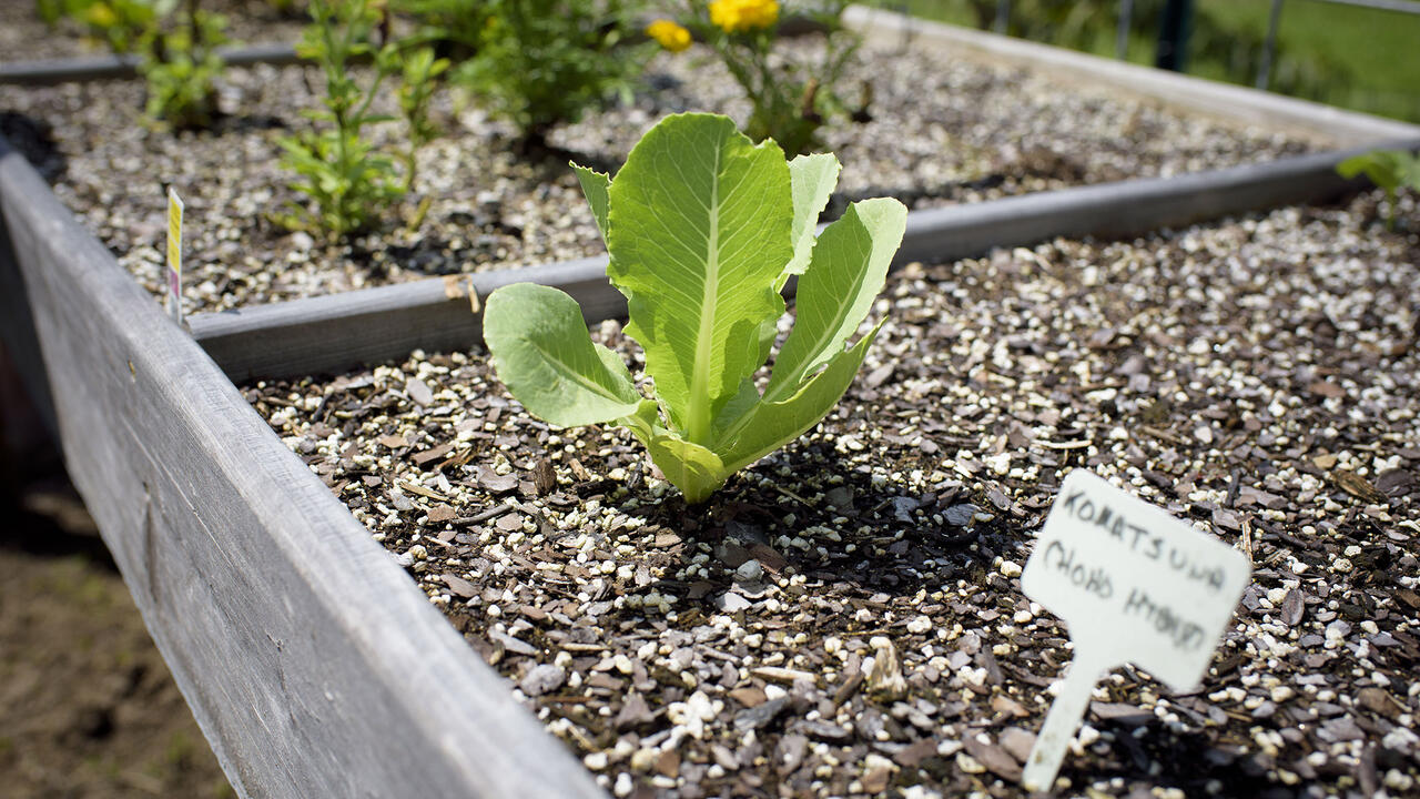 Close-up of a young leafy green vegetable plant growing in a salad table with other herbs and marigolds.
