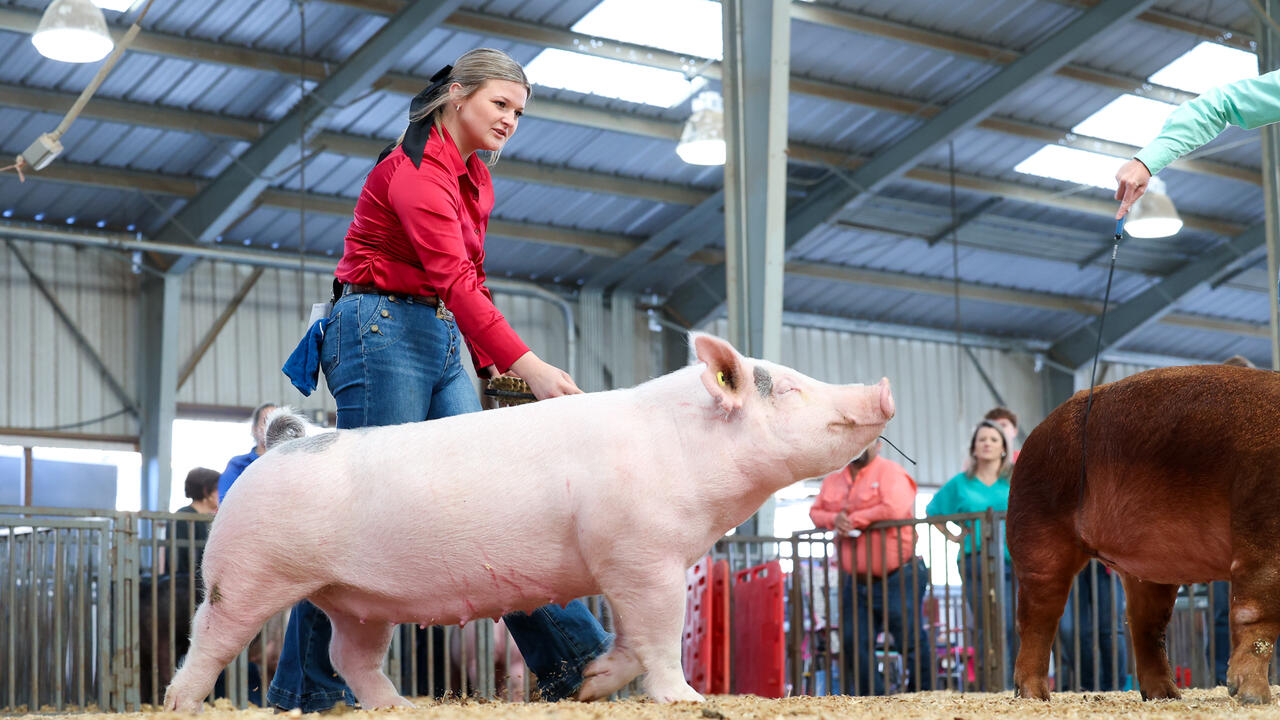 Girl in red shirt showing a pink Yorkshire pig.