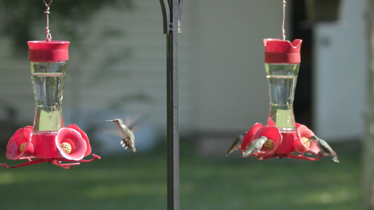 four hummingbirds feed at two feeders.