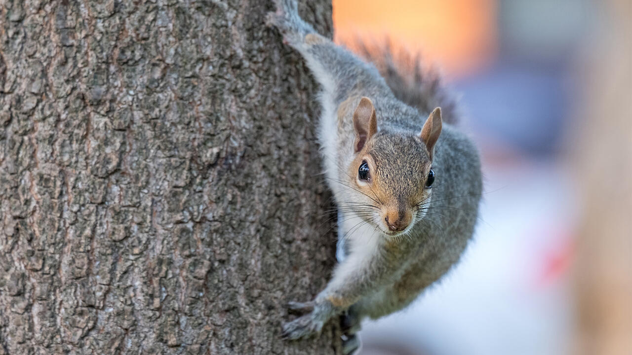 Eastern Gray Squirrel on Tree