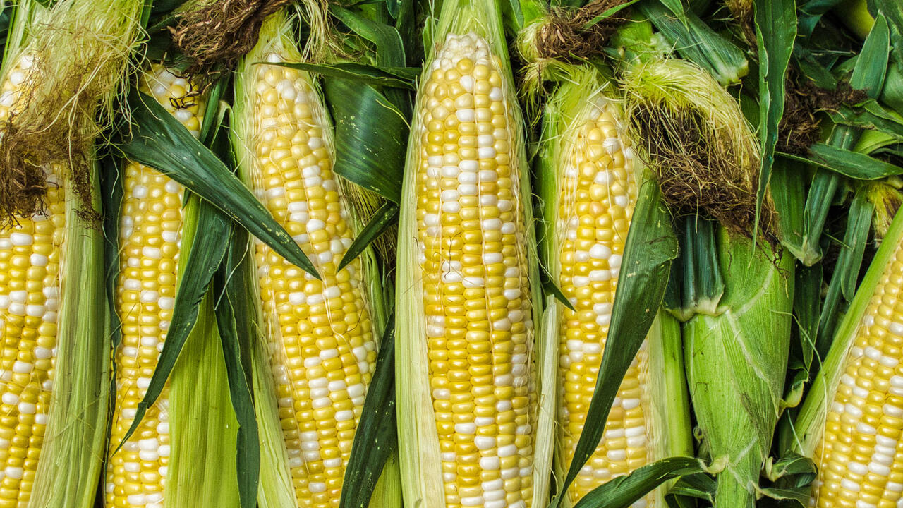 Ears of Corn