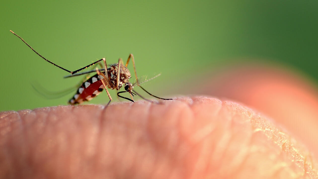 Mosquito on hand