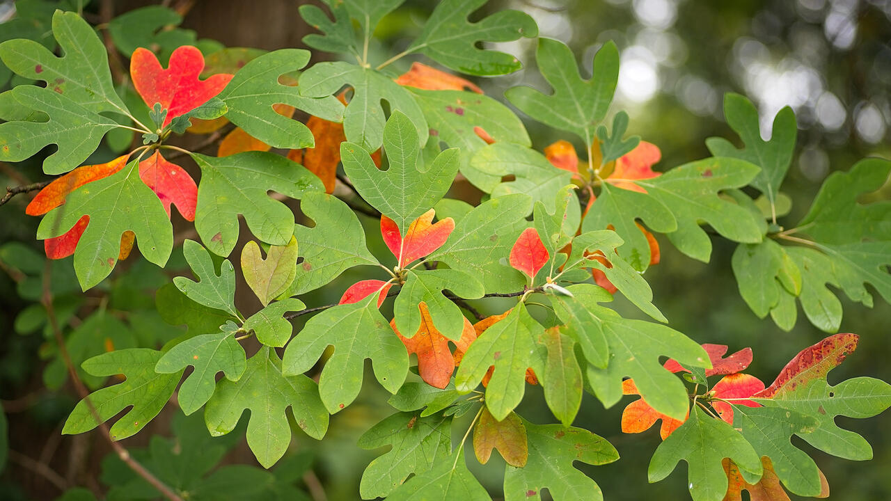 Sassafras Tree Leaves
