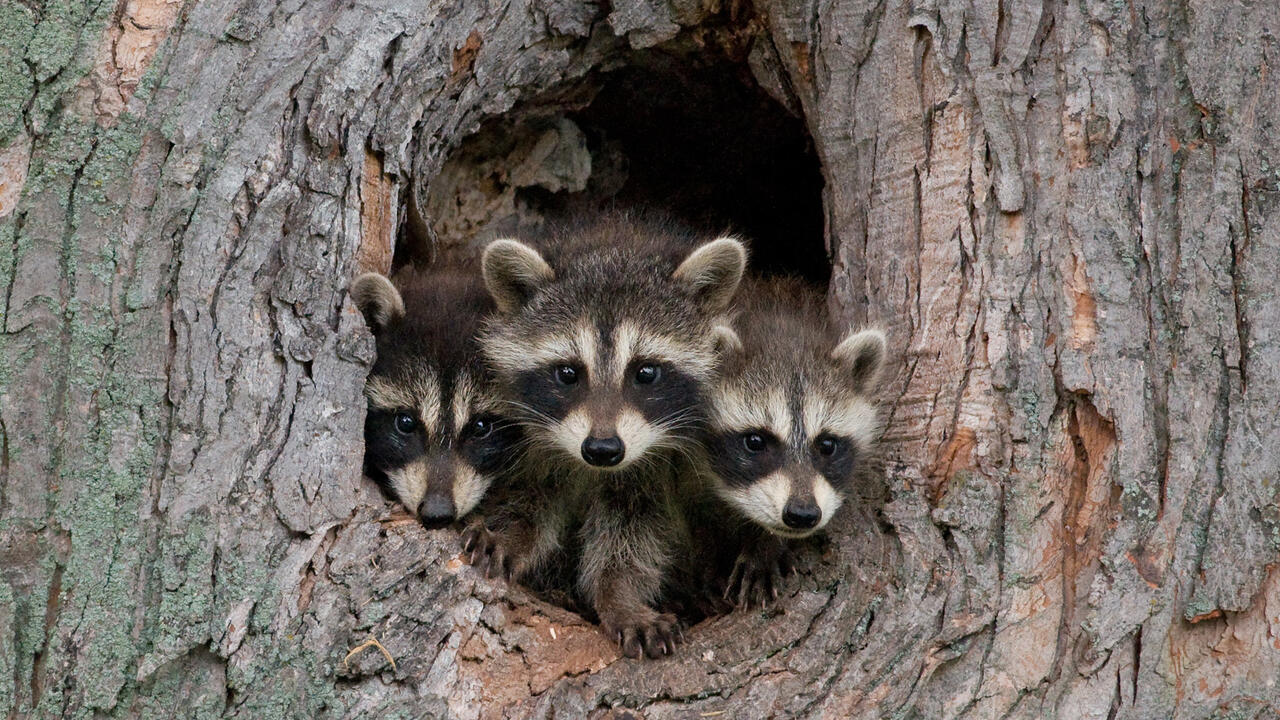 Three raccoons.