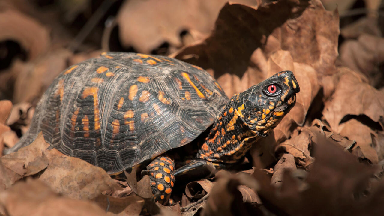 Box Turtle