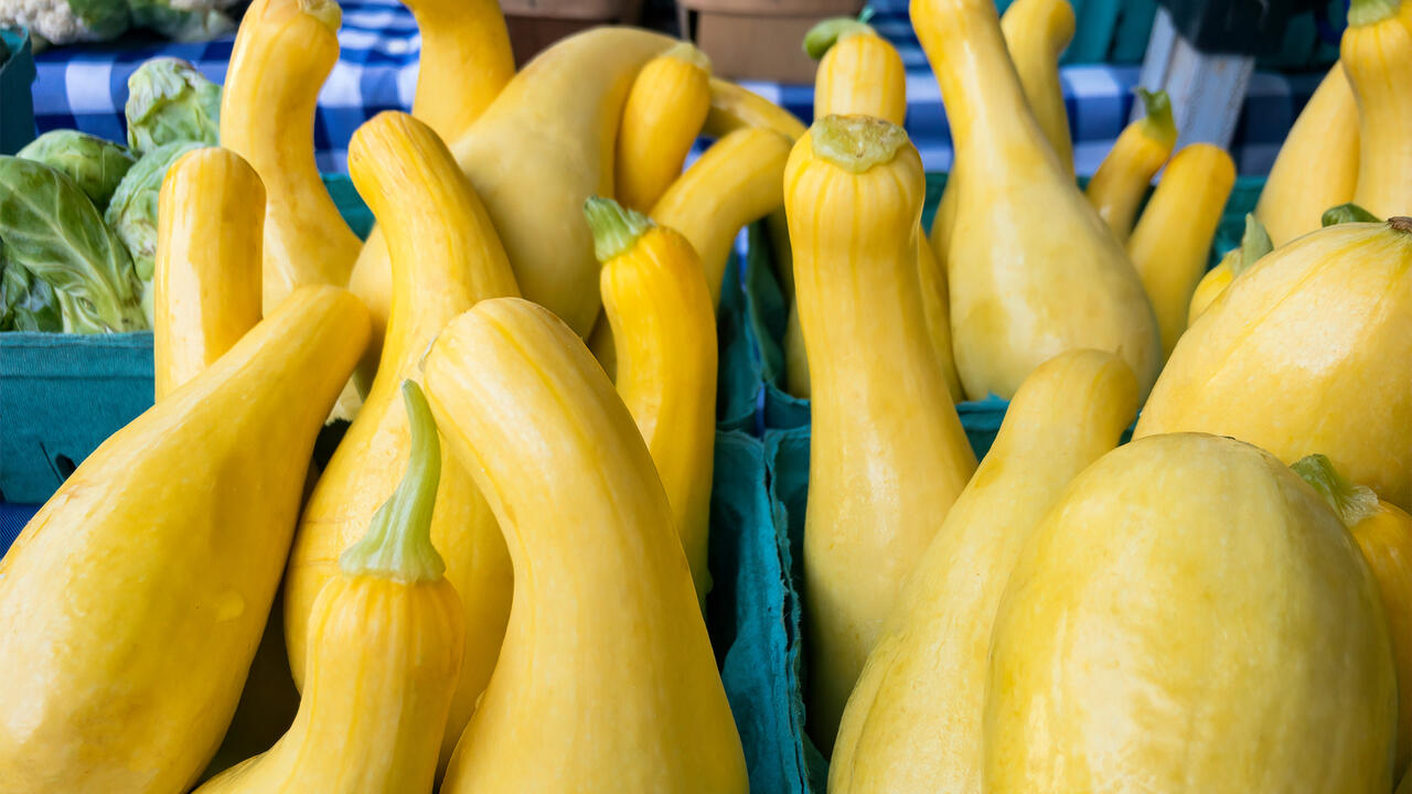 Yellow Squash