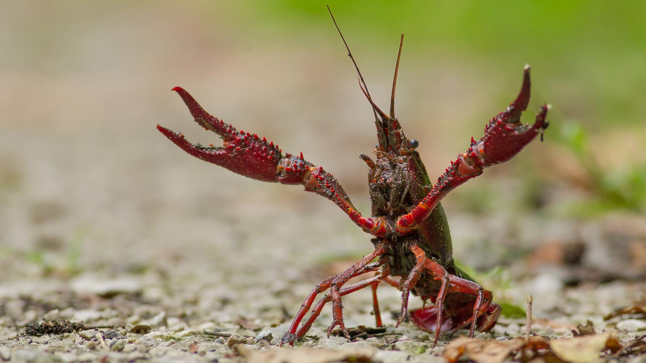 Red Crawfish