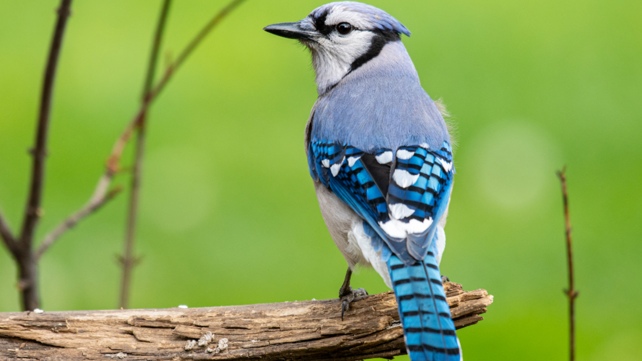 A blue jay on a branch.
