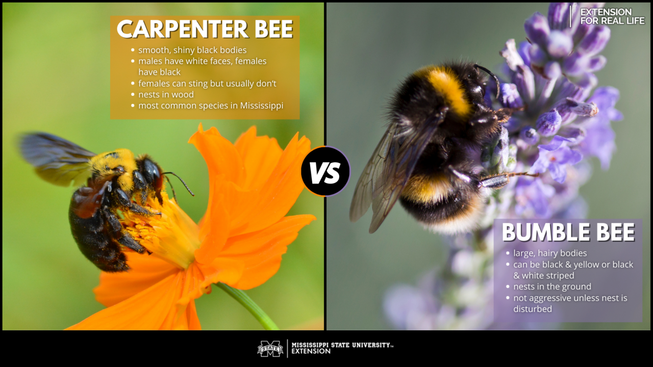 Graphic showing differences between carpenter bees and bumble bees