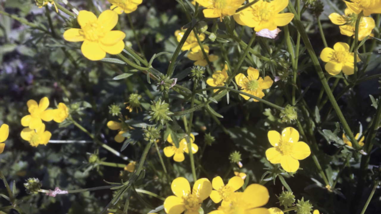 Yellow buttercup weeds.
