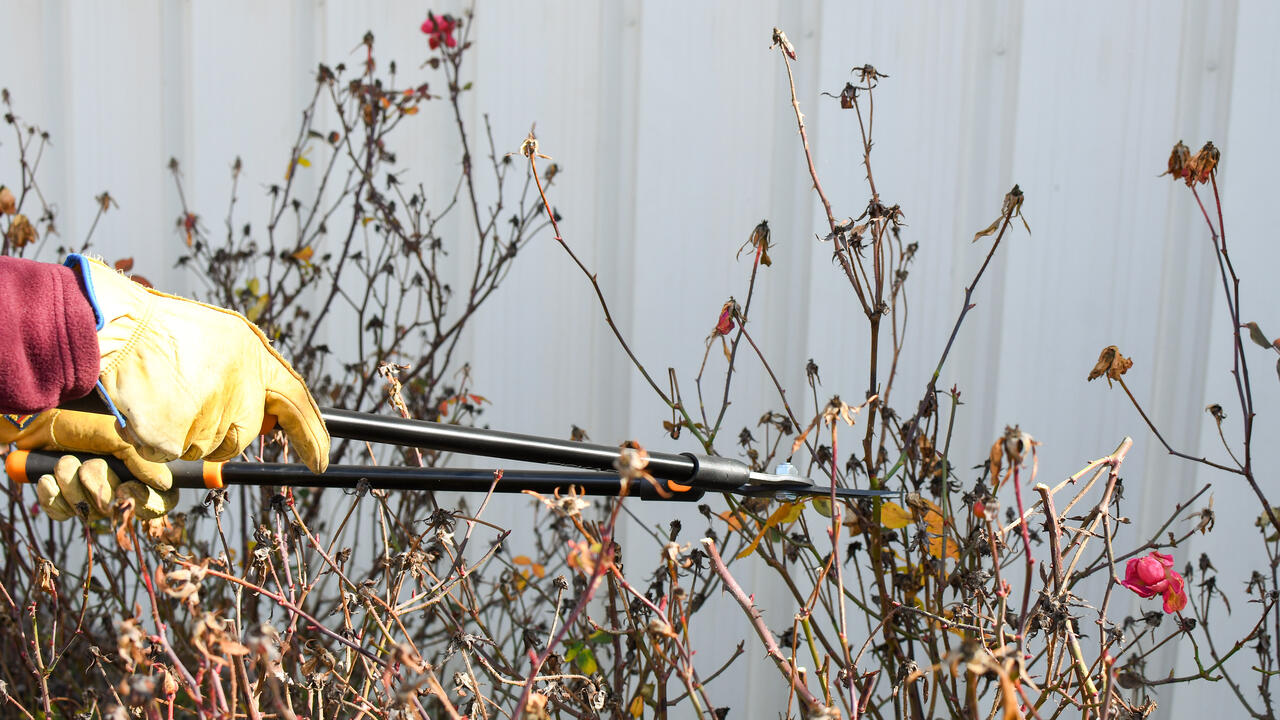 A person wearing yellow gloves using a pair of loppers to prune roses.
