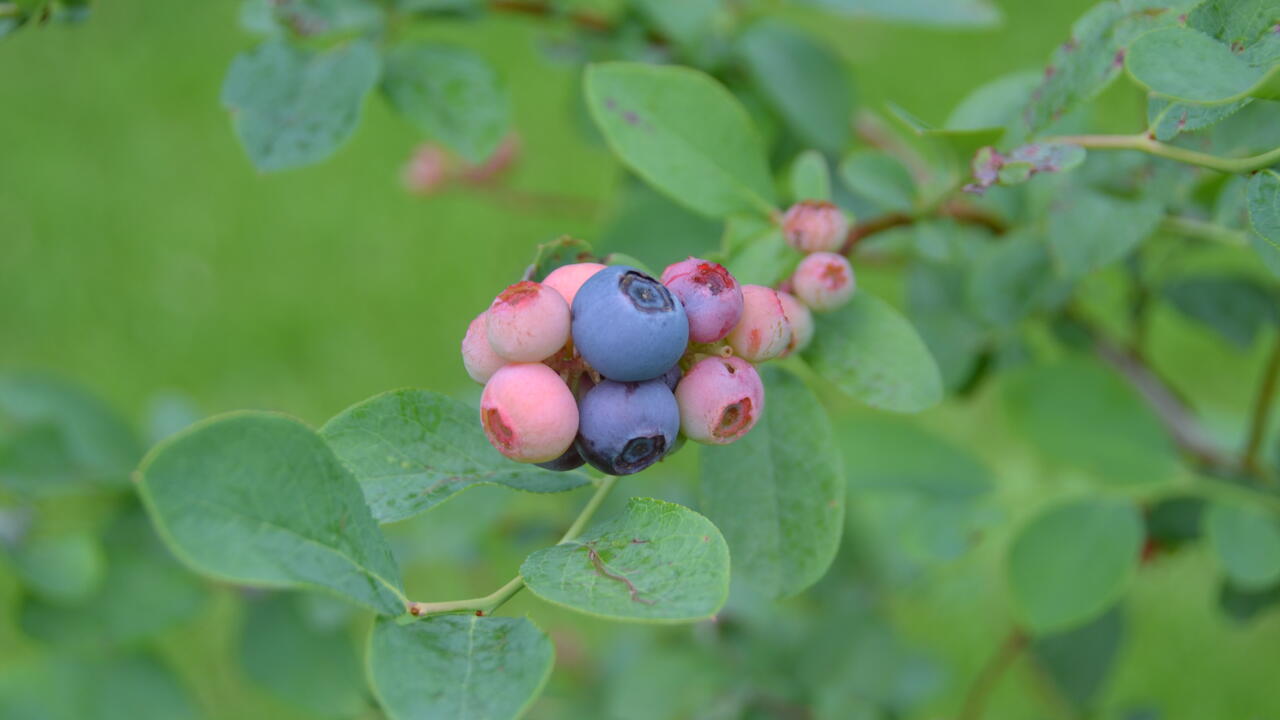 Blueberries ripen on a bush.