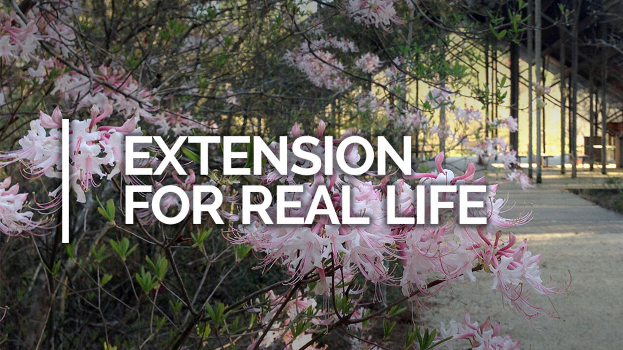 Extension for Real Life header image