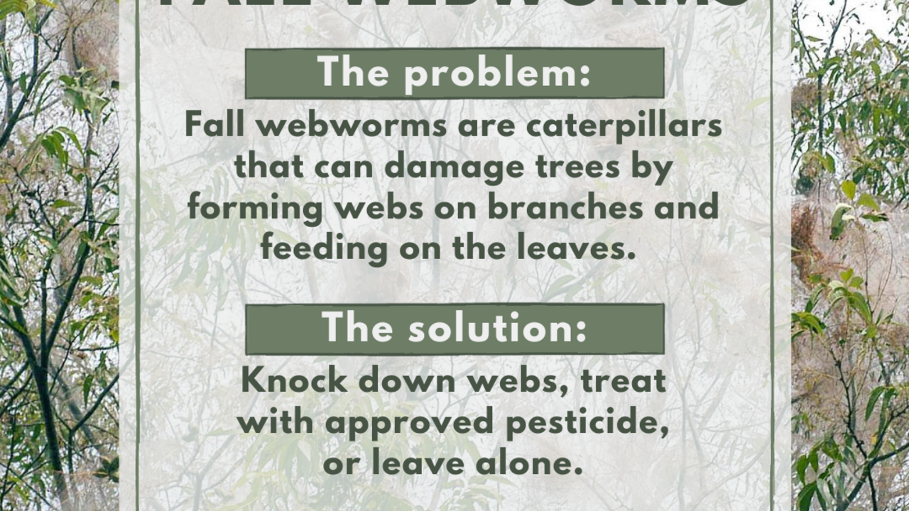 Descriptive graphic explaining what webworms are and how to treat them.