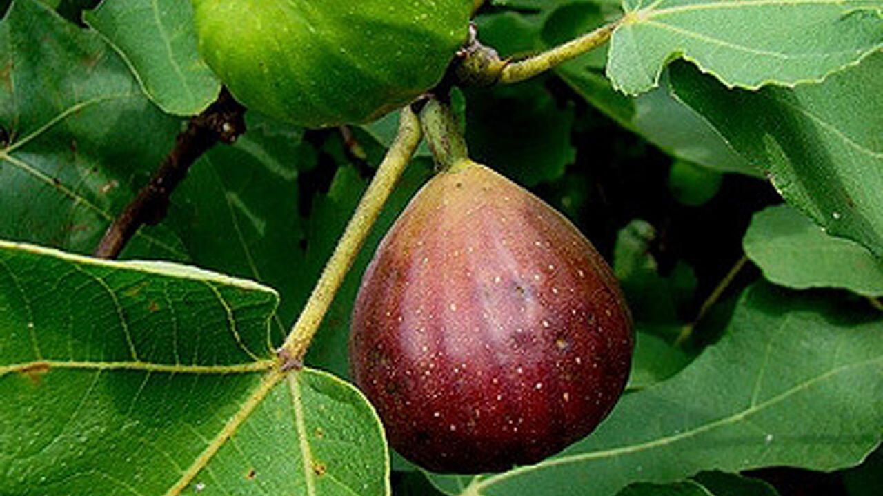 Southern Brown Turkey Fig