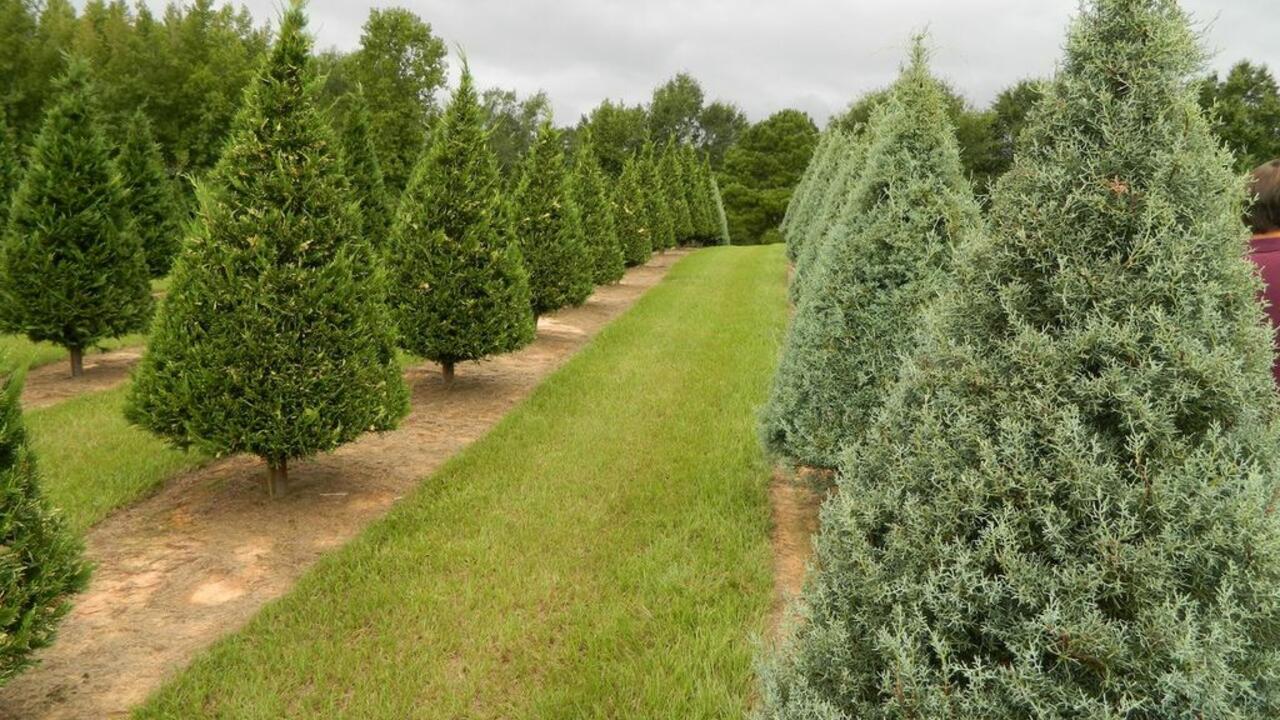 Christmas trees on a farm.