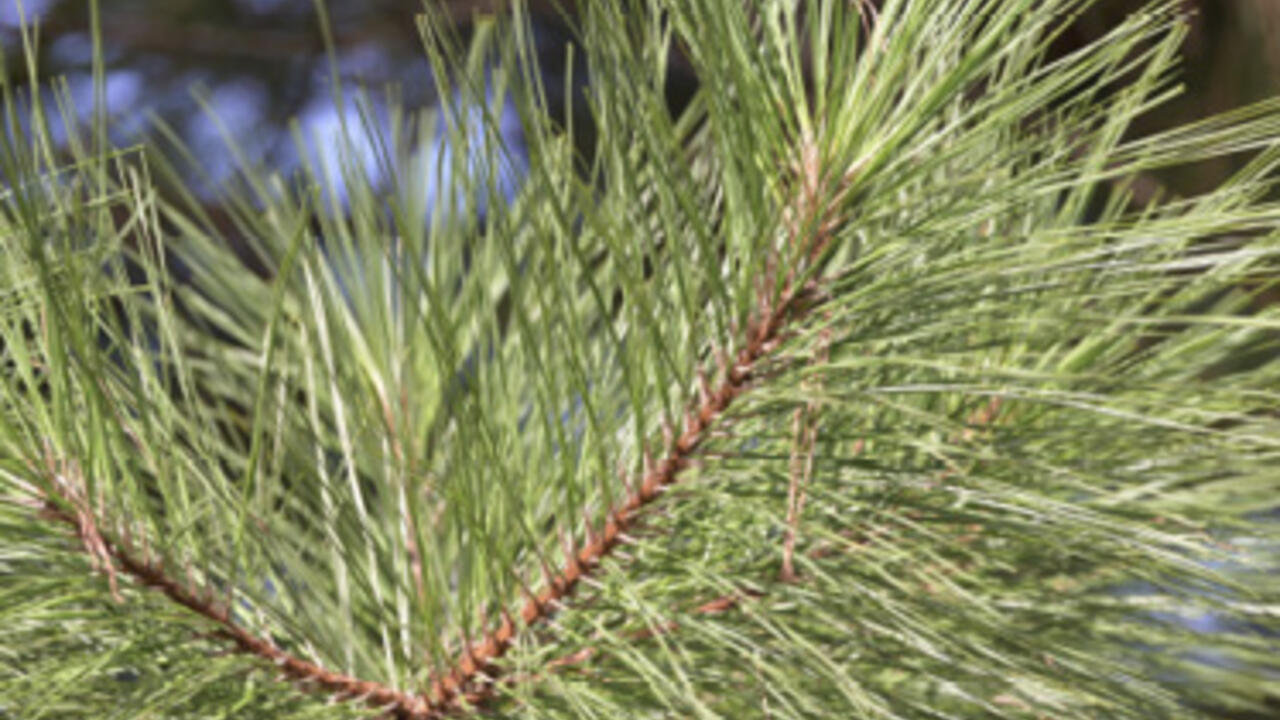 Loblolly Pine Tree