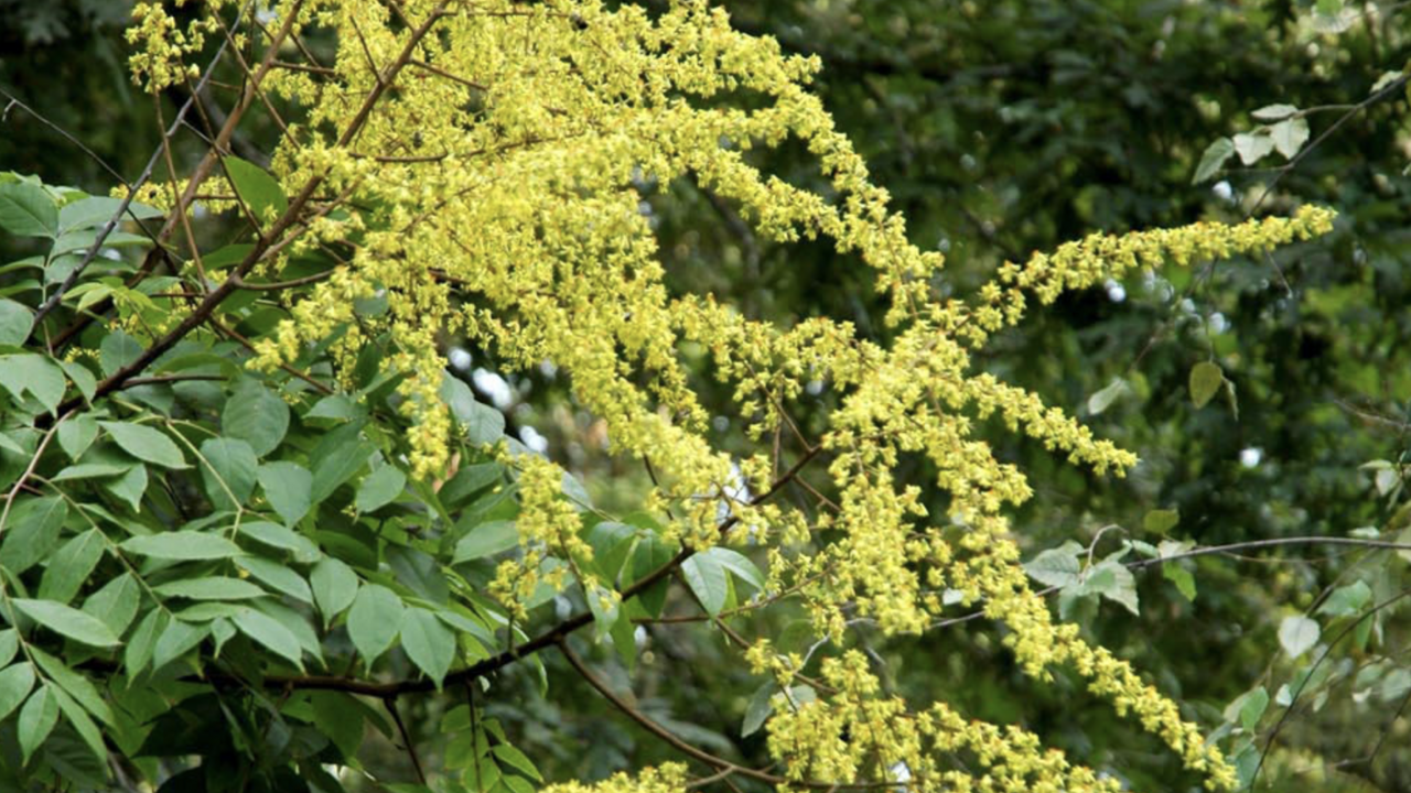 golden rain tree