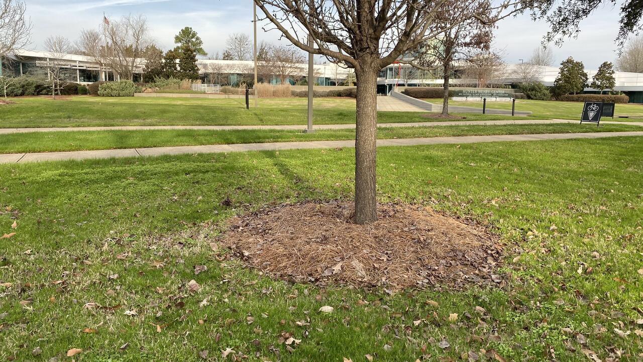 A tree planted in green grass with brown mulch around it.