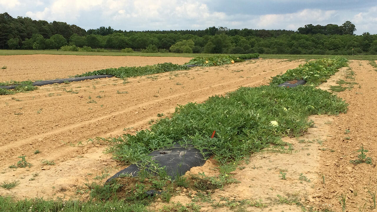 Four separate cucurbit crops grown in a field.