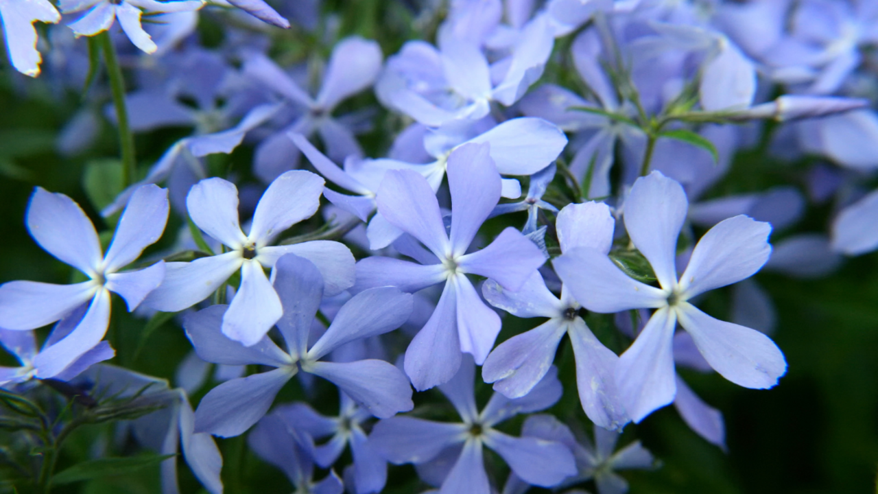 Blue phlox.