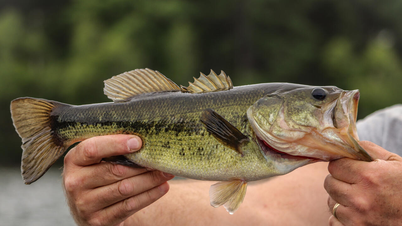 Largemouth Bass Fish